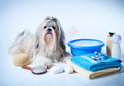 施子狗洗用梳子,毛巾肥皂画肖像白色蓝色背景图片