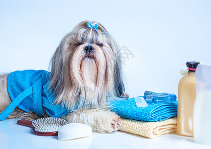 施子狗洗用梳子,毛巾肥皂画肖像白色蓝色背景狗放松衣服眼睛图片