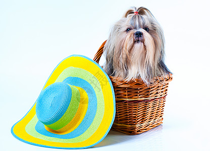 可爱的施子狗,戴着大夏帽,坐白色背景的篮子里背景图片