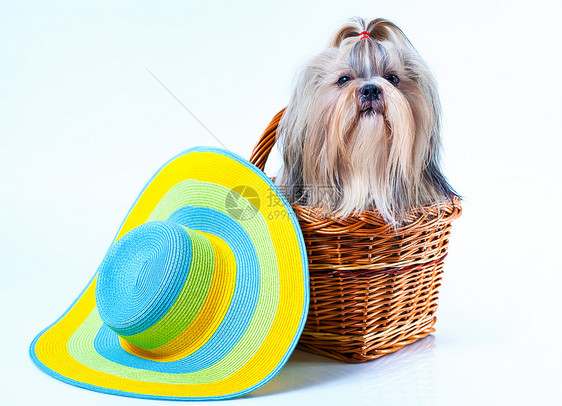可爱的施子狗,戴着大夏帽,坐白色背景的篮子里图片