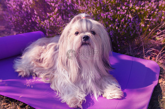 施子狗躺户外的垫子上柔的粉红色花背景颜色着色图片