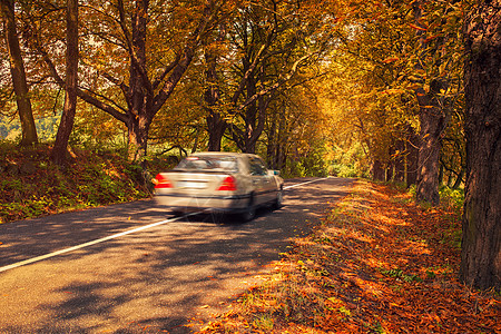 秋天的汽车旅行红叶的老树的路汽车模糊的运动图片