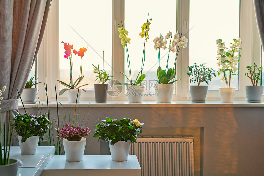 盆栽花卉植物装饰现代房间阳光明媚的温暖的灯光窗户高清图片下载 正版图片 摄图网