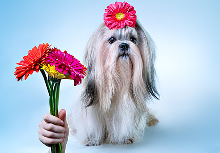 十子狗带花的节日蓝色白色背景图片