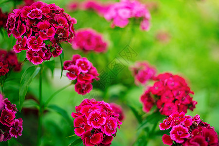 花园里的红花注重前景图片