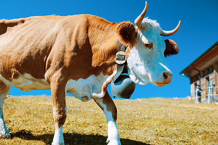 母牛走高山草地上背景图片