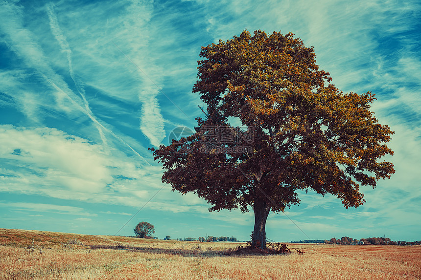 蓝天背景下秋天田野上的棵大树图片