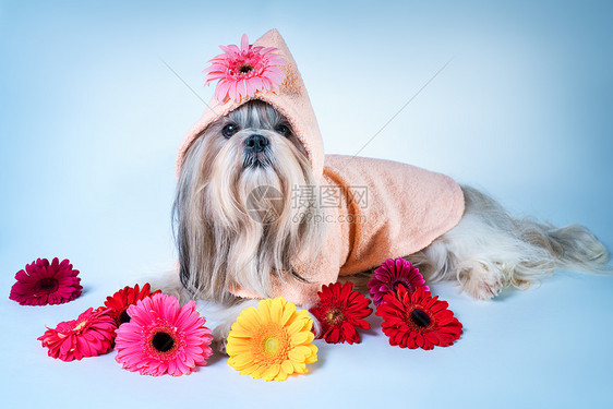 施子狗穿着粉红色的浴袍,躺着花放松良好的香水水疗理念图片