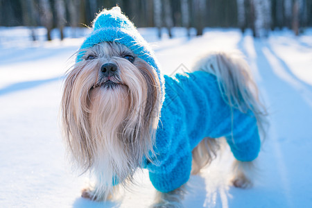 施子狗穿蓝色针毛衣冬季户外肖像图片