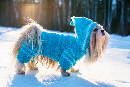 施子狗穿蓝色针毛衣,带兜帽,冬季户外肖像图片