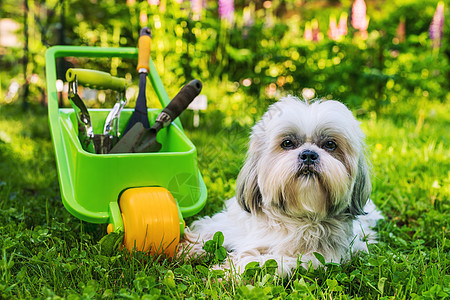 可爱的施子狗夏天的花园里用手推车工具图片