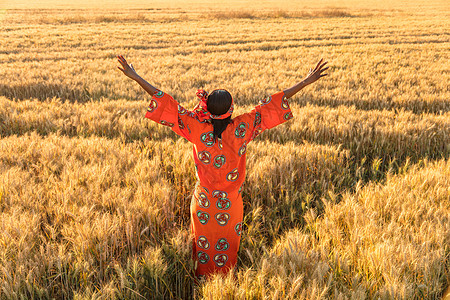 非洲妇女穿着传统的衣服,日落日出时站大麦小麦作物地里举手臂图片