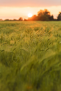 日落日出时农场种植大麦作物的黄金田图片