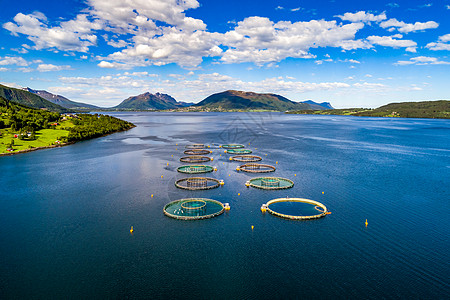 挪威农场鲑鱼捕鱼背景