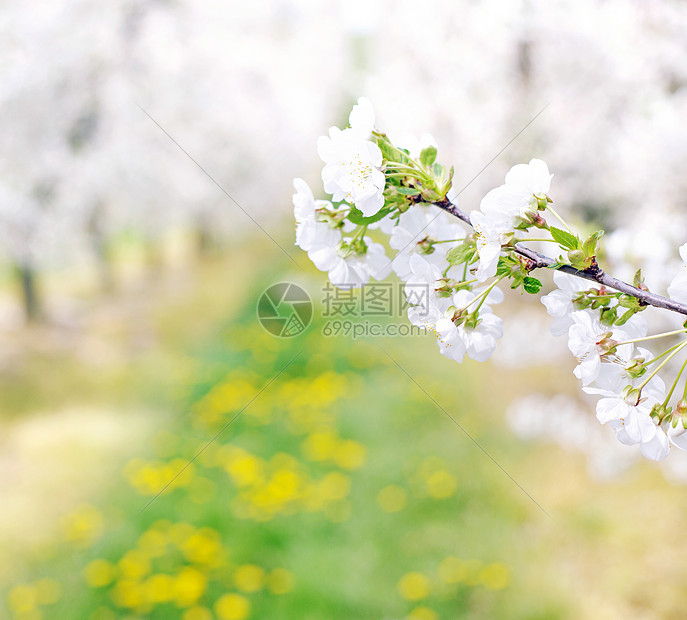 春天五颜六色芬芳的苹果园图片