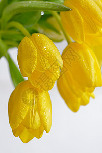 春天露珠的黄色郁金香图片