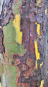 森林中树皮的纹理图片