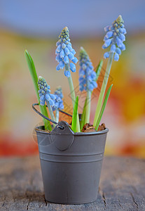 马斯卡里植物花又称蓝色葡萄葫芦图片