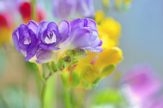 花瓶里放着花图片