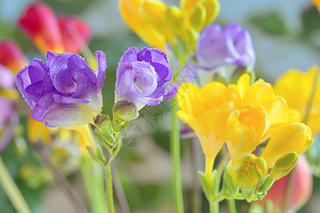 花瓶里放着花图片