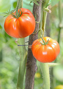 成熟的红色未成熟的西红柿花园里发芽图片
