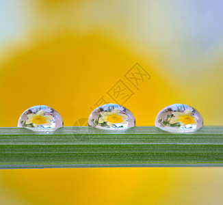 黄水仙花露水中反射图片