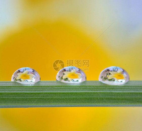 黄水仙花露水中反射图片