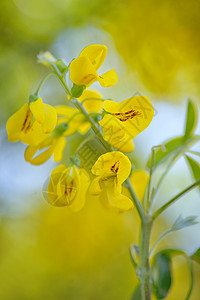 黄色金色淋浴决明子瘘管花背景图片