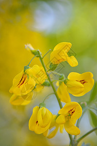 黄色金色淋浴决明子瘘管花背景图片