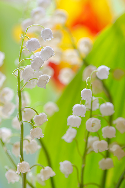 花园里山谷的百合花卷尾花图片