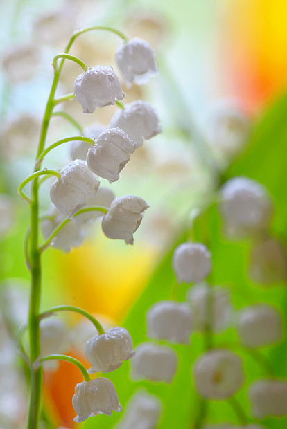 花园里山谷的百合花卷尾花图片