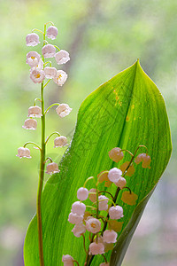 花园里山谷的百合花卷尾花图片