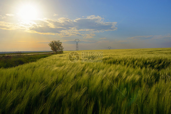 美丽的日落绿色的麦田上图片
