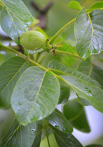 春雨中未熟核桃核桃树核桃树背景图片