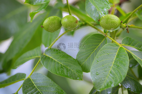 春雨中未熟核桃核桃树核桃树图片