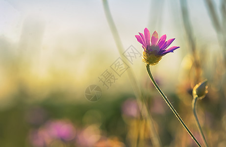 夏季雪菊花菊花干花高清图片