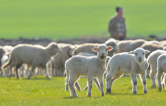 春天田野里的绵羊羔羊图片