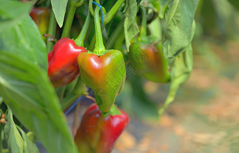 温室里种植生物辣椒图片