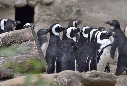 群非洲企鹅,图片