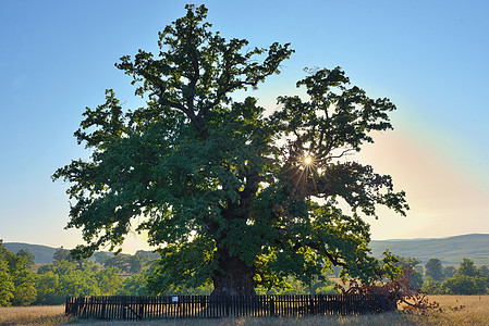 罗马尼亚最古老的橡树估计接近900,靠近Mercheasa村图片