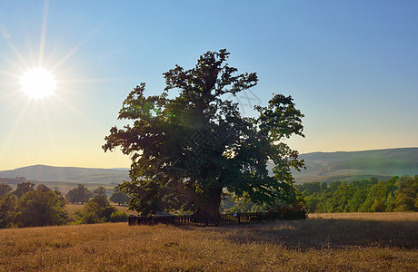 罗马尼亚最古老的橡树估计接近900,靠近Mercheasa村图片
