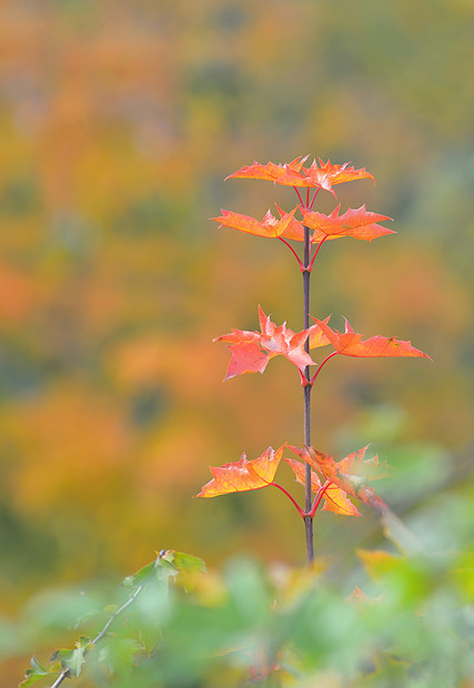 秋单枫叶图片