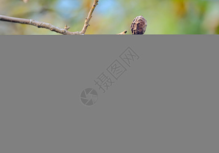 秋天成熟的核桃树背景图片