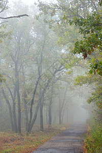 森林中朦胧的秋路图片