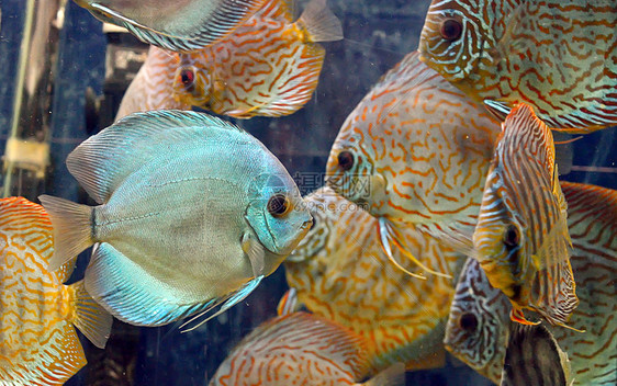 水族馆里的铁饼鱼图片