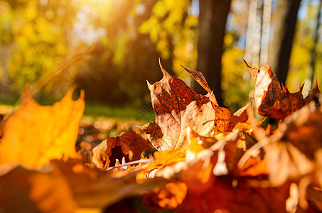 秋天森林里的落叶阳光明媚的秋天森林中的落叶图片