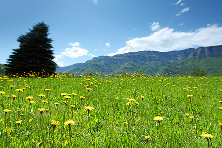 草地上阿尔卑斯山树的美丽景色图片