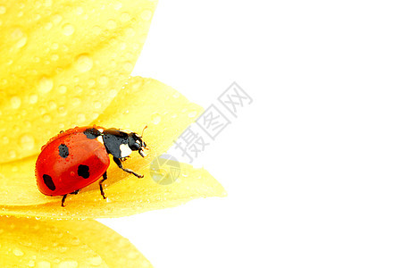 瓢虫黄花上隔离白色背景黄花上的瓢虫图片