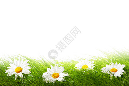 新鲜绿草中的春季洋甘菊白色背景上分离图片
