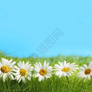 蓝天下春天草地上的排洋甘菊图片